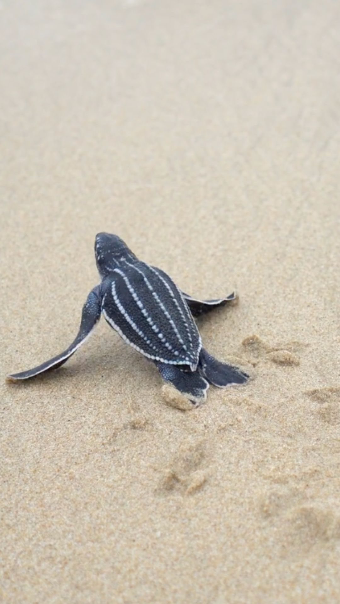 E aí, vamos?
A incerteza está disposta a nos fazer este convite todos os dias. Como ele soa pra você? Como uma ameaça às suas “garantias” ou como uma oportunidade de expressar sua liberdade?
Bom, de qualquer forma, a tartaruguinha parece já ter uma opinião sobre isso 🙃