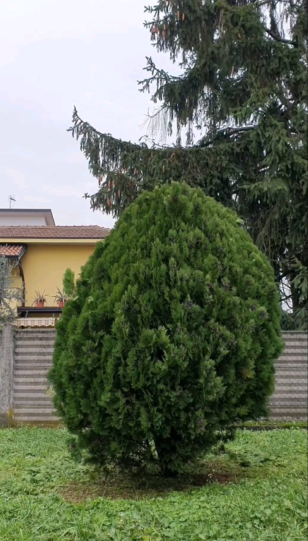 Potature.
.
.
.
.
.
.
.
.
.
.
#treesurgeon #treclimbing #giardinaggio #giardino #natura #garden #piante #green #fiori #verde #nature #gardening #potatura #italy #giardiniere #giardinodicasa #italia #love #flowers #giardinaggiochepassione #plants #polliceverde #potature #foglie #sempreverde #giardini #topiartis