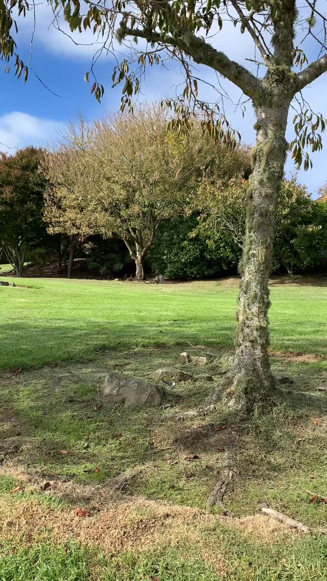 Just a little scenic drive of Lily’s Garden, the most remarkable venue I’ve ever been at, 25acres of Zen beauty. From the statues, to the architecture, the trees, ponds, pet chickens, rocks, everything was designed with artistry and precision.
I cannot wait to tell you the story of how all of this came together on Sunday, May 25 at 10 AM. Tickets are on sale now with the link in my bio.
A fully catered meal will be served at the Forest Cafe, a couple minutes away, after our three hour Zen experience.
I’m incredibly excited about this one!!
@lilys_garden_nz @the_forest_cafe_nz @spirited_gitavali @omtrepreneurs
#riseupyourlife #auckland #whitfordnz #easternsuburbsmums #soundbath #retreat #wellnessretreat #yinyoga #forestbathingtherapy #shinrinyoku