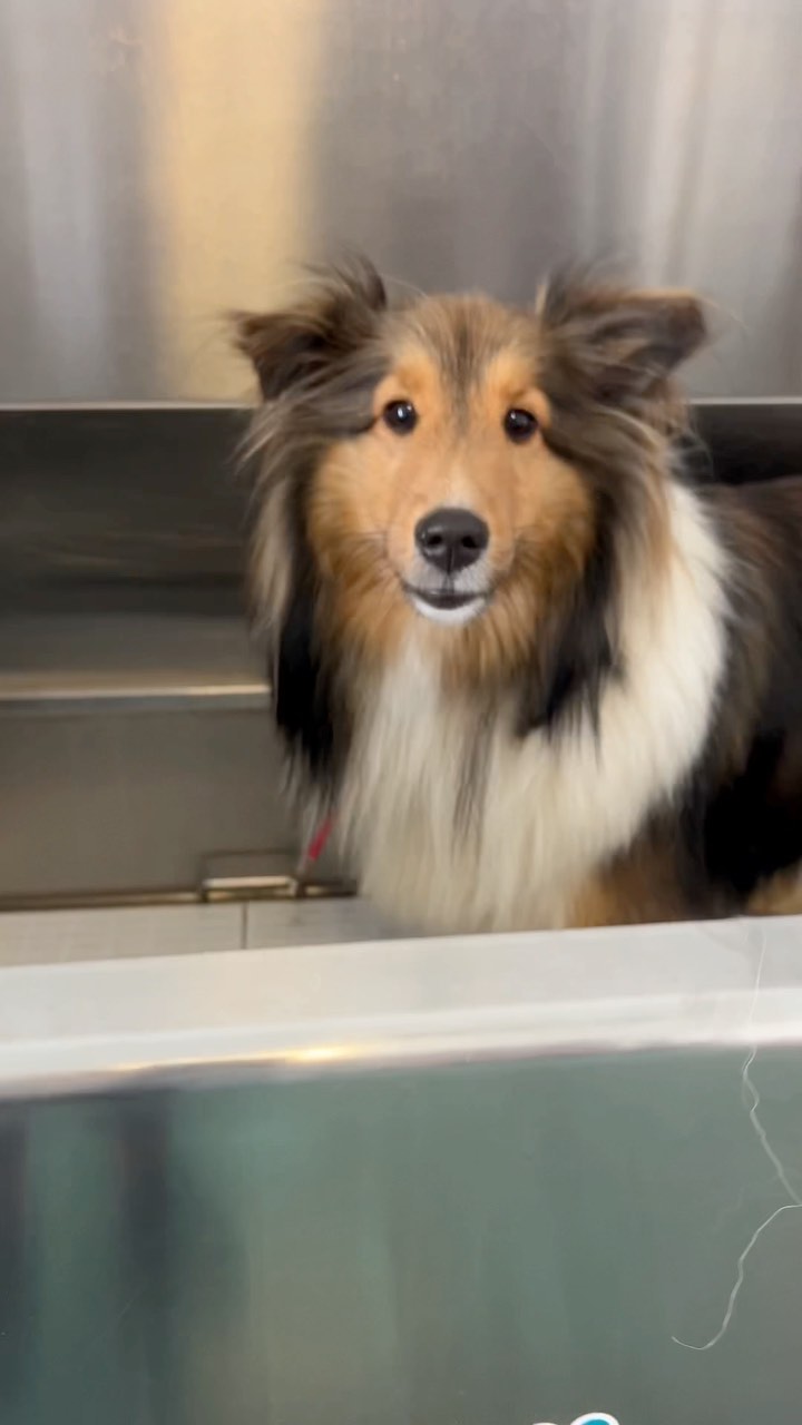 The plans are a groom at Haute Dog Pet Spa 🐾