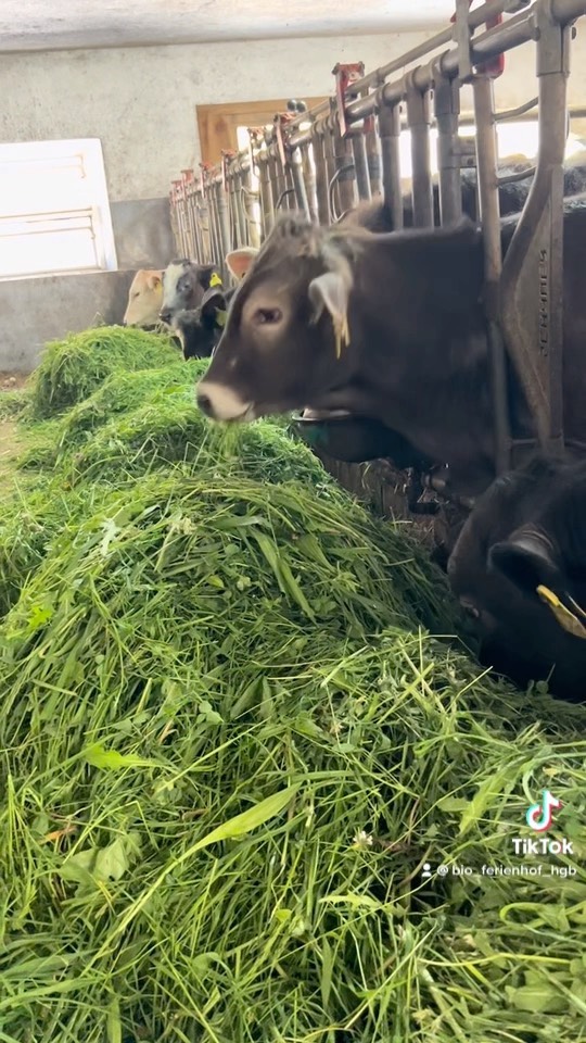 Grünes Futter für das Vieh, natürlich auch am Wochenende 😋😋😋😍😍😍
#hintergrabenbauer #bioaustria #urlaubambauernhof #summerfeeling #pyhrnpriel #gmundnermilch #bauernleben #kronepresse