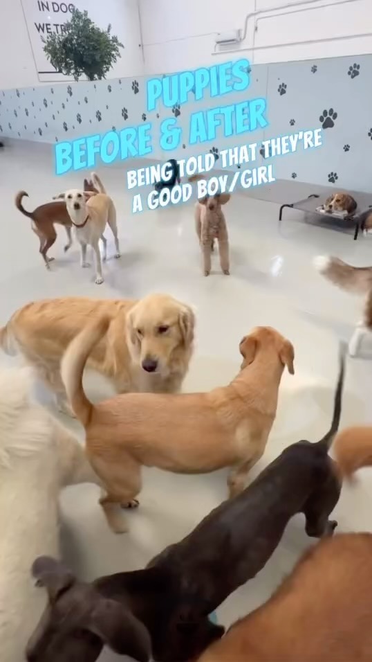 Who’s a good dog?! 😃
.
.
.
#dubaidogs #dogsindubai #dubai #mydubai #dogs #nyc #hellofromspot #boarding #grooming #welovedogs #dogsofdubai #dubaidog #doggieboarding #doggiedaycare #doggieboarding #dogdaycare #dogdays #uaedogs #dxbdogs #everydayawesome #adoptdontshop #pethealth #petnutrition #happypup #dog