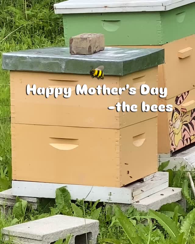 Happy Mother’s Day from our bee yard to all the great women in all of our lives.
We are open today noon-6pm.
Pizza, pretzels with house made beer cheese, wine, hard cider, beer, & non-alcoholic honey soda.
We are located at 12157 State Route 690, Athens, Ohio 45701, just a quick 10 minute drive from uptown Athens.
#614drinks #OhioFindItHere #amesvilleohio #ohiowineries #mead #cbusfoodscene #614eats #columbus #ohiouniversity #columbusfoodie #athensohio #hardcider #honeywine #columbuseats #ougraduation #fruitwine #athenscountyohio #visitathensohio #ohiowine #eatdrinkohio #ohiofoodie #Hockinghills #pizzaandbeer #614now #dutchcreekwinery #DCW #visitathenscountyohio #mothersday #wineformom #springtime