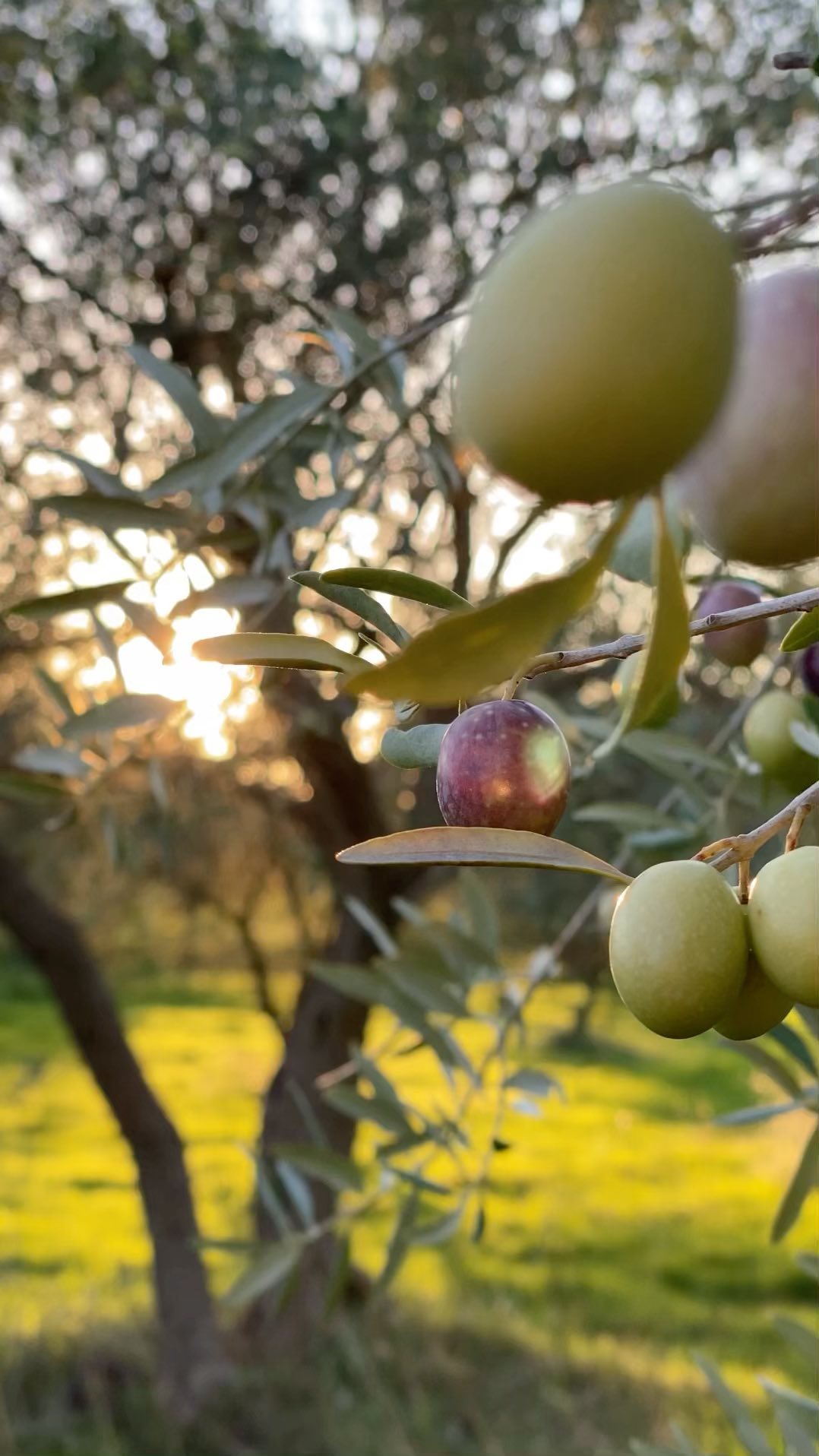 Echtes natürliches Olivenöl
www.olivenoelaranzulla.de
#olivenöl #nativesolivenölextra #bioprodukt#italienischesolivenöl #olivenölmitbrot #inolivenöldippen #nachhaltig #frühstückmitolivenöl #olivenölextravergine #bioolivenöl#naturprodukt#natürlich#gesund#filippoaranzulla#plantage#oekologisch#olivenölaranzulla