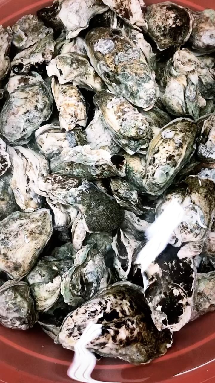 🦪Ostras ostras 🦪🔝🇨🇴🇨🇴🇨🇴🔝
Son nuestras ostras de manglar, recolectadas una a una por las mujeres de las comunidades del rio cajambre. Estamos entregando mas de 800 ostras a la semana de manera fresca y responsable. 👌🏻💦 @pescandopacifico #pescaresponsable #sustsinablefishing #oyster #colombia #quality #gem #blessed #fresh #pacific #pesca #artesanal