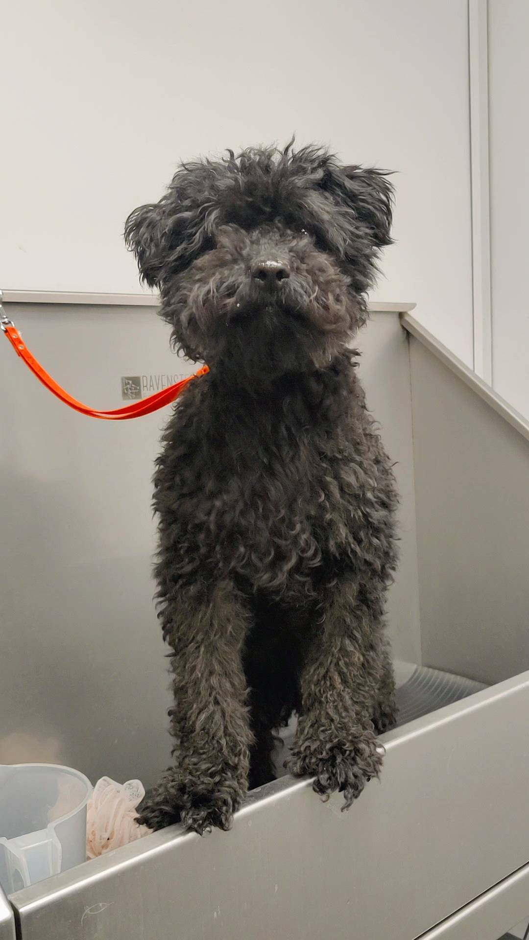 No we can't :(
#doggrooming #doggroomer #hund #hundefrisör #hundefriseur #hundefreunde #malteser #havanese #poodle #funny #fy #trending