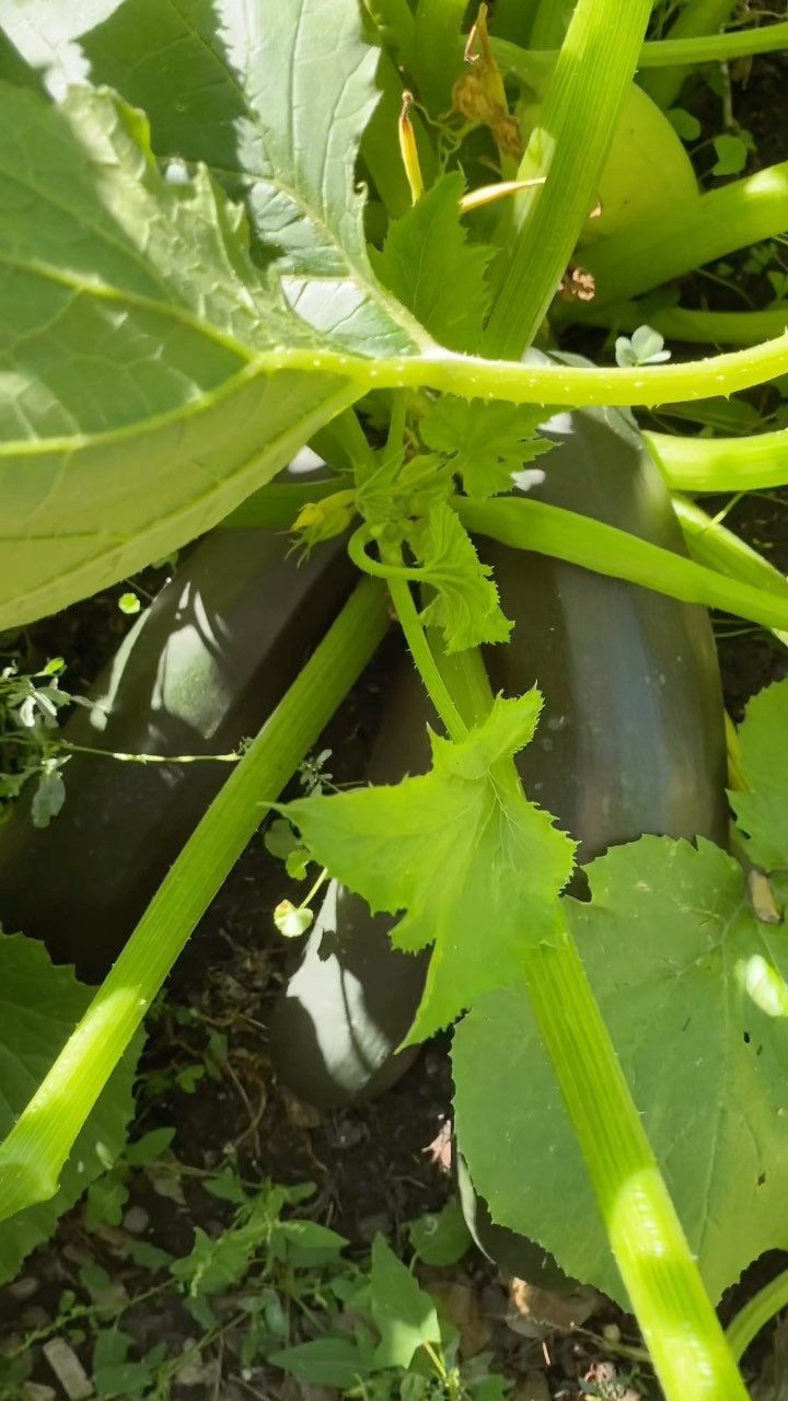 Our zucchini is going toe-to-toe with the rhubarb to see which will provide the greatest summer bounty. Here is a little spicy garden zucchini relish in the works - the large zucchini hold a pile of water so they needed endless draining! Horseradish and hot chilis give this some zing, Hubs is a fan. 🥵❤️
#farmtwo53preservation #foodpreservation #canning #growyourown #zucchini #relish #farmlife #permaculturefarm #regenerativeagriculture #firstreel