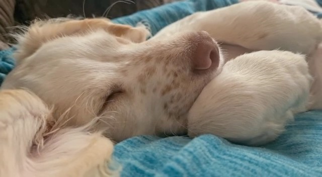 💤👂Just had to share this. If anyone is feeling like our Fostering Social Worker Tina’s puppy Beau this afternoon, you’re almost there, it’s nearly the weekend ! 👂💤sound needs to be turned up !