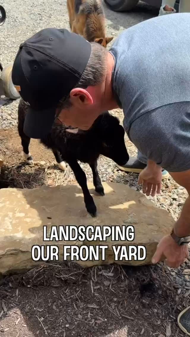 Lulu the lamb helping landscape 🌺
#lamb #lambs #lambsofinstagram #lamblovers #sheep #farm #farmanimals #animal #flowers #flowergarden #animallovers