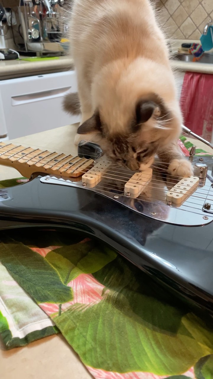 Show Dec 8 @roxyvanlive ‼️ …. #willietheragdoll won’t be onstage, but come check us out alongside @thetablespoons @heathanz_sinz_band