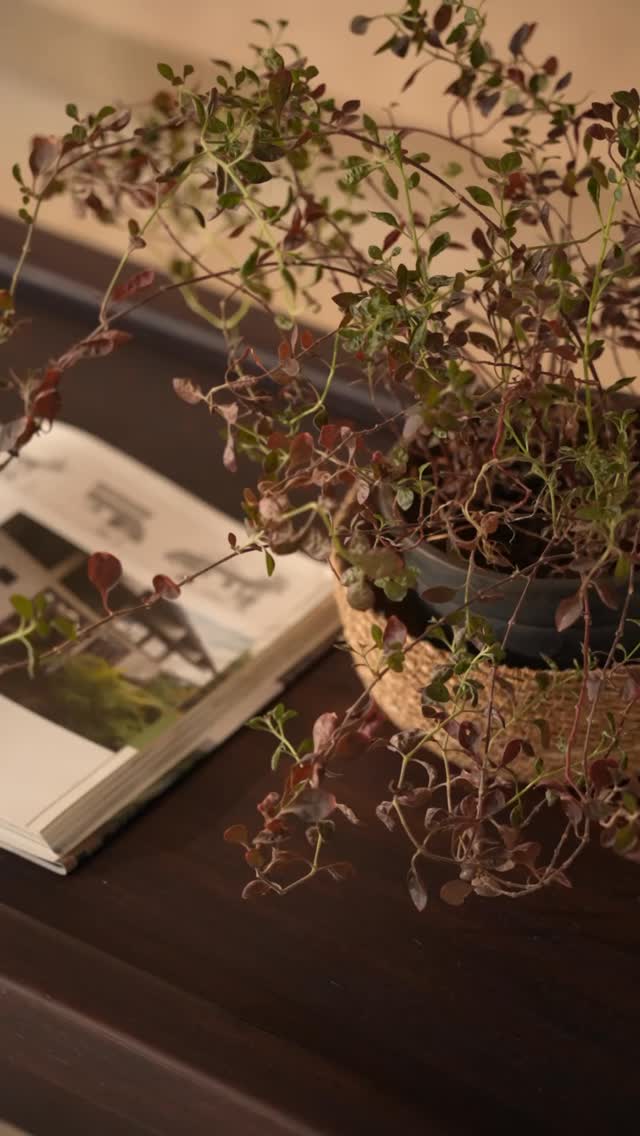 Introducing the Dali Coffee Table —
our first commissioned piece,
created for @anurag.khanna ‘s home,
the House of Galleries, designed by @architecturebrio
Carved from a single log,
the table nods to the enduring legacy of traditional Naga tables —
monumental forms sculpted from solid trunks,
made for communal living and quiet strength.
Now reimagined for a contemporary living room, Dali holds that same spirit.
It’s a gathering ground.
For chai cups and conversations.
For heirlooms and hushed mornings.
A celebration of craft, weight, and warmth —
its stout, sculptural legs anchoring the space with regal stillness.
More soon on how this piece came to be.
Shot by - @ritik_7___ @sumanyuvasudeva
#houseofgalleries