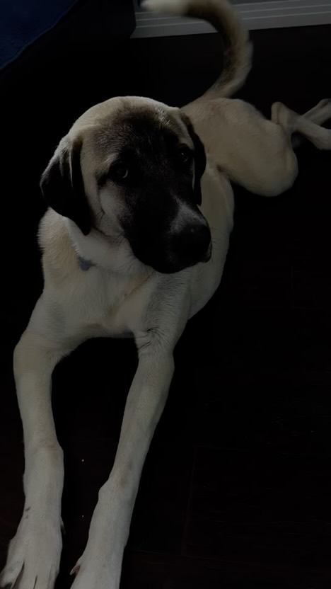 Terra the Anatolian Shepard Dog