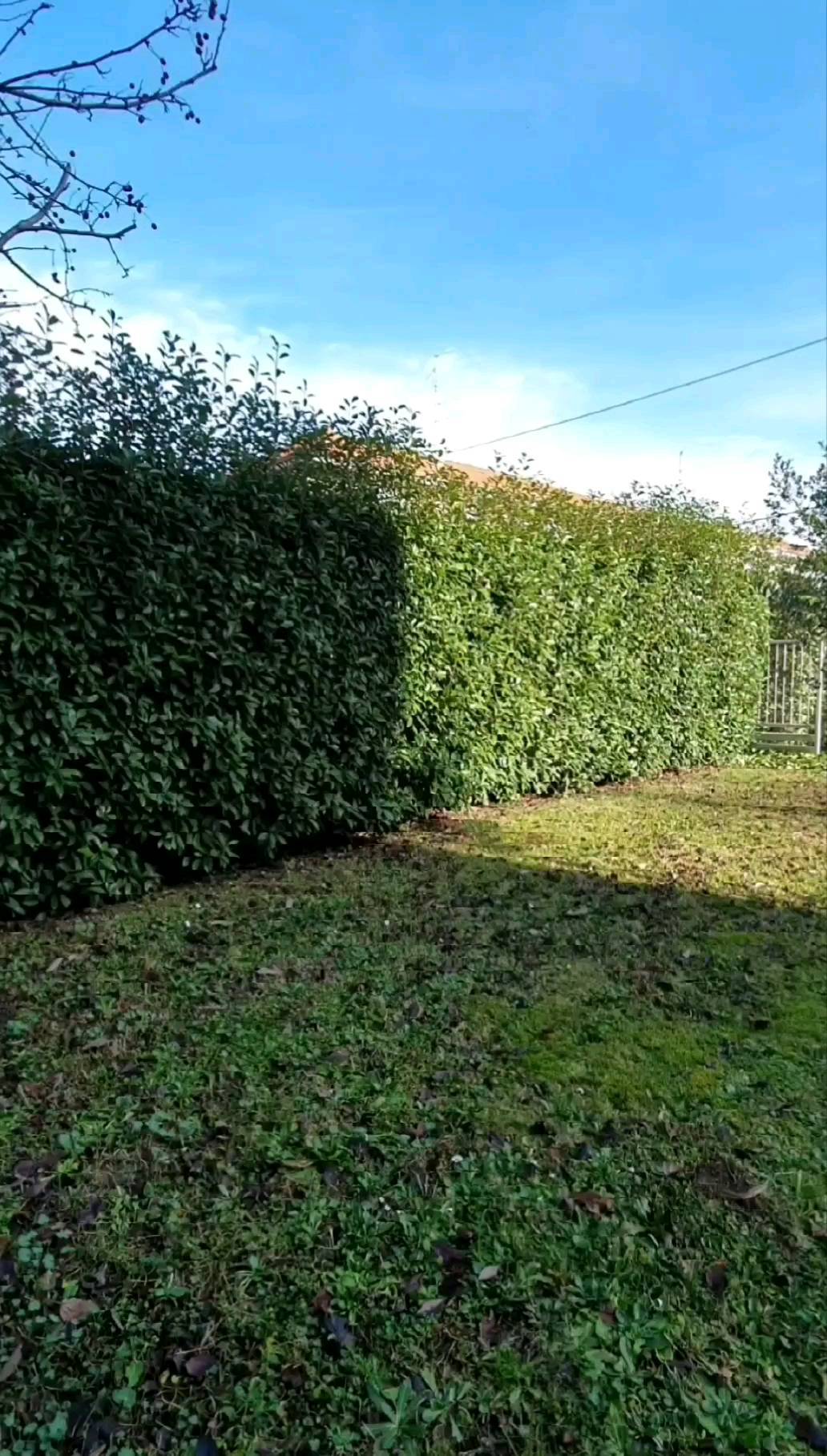 Potature.
.
.
.
.
.
.
.
.
#treesurgeon #treclimbing #giardinaggio #giardino #natura #garden #piante #green #fiori #verde #nature #gardening #potatura #italy #giardiniere #giardinodicasa #italia #love #flowers #landscape #plants #polliceverde #potature #foglie #sempreverde #giardini #topiartist #pellenc