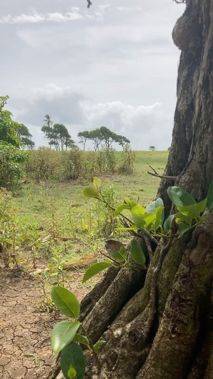 #annonaglabra #pondapple #annonedesmarais #harvesting #avaible
