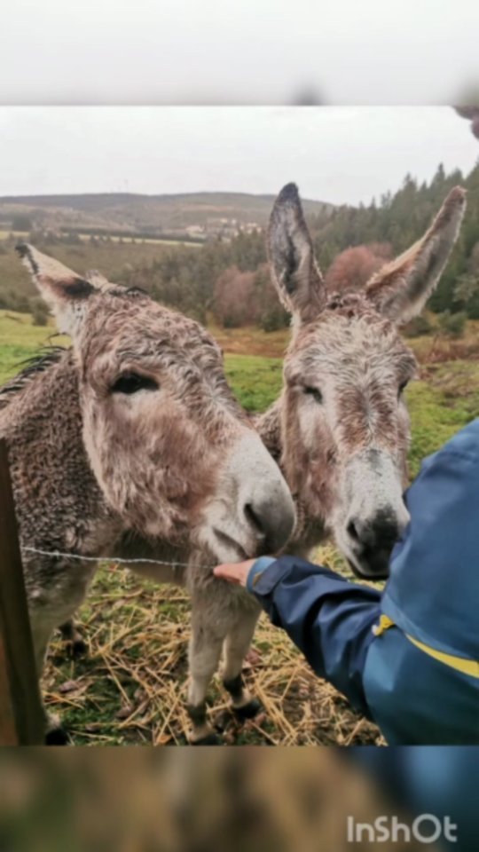 Le soir, quand le soleil descend endessous de l'horizon, notre petit paradis ce transforme en quelque chose encore plus magique. Les animaux, la nature, que faut-il encore ? #balade #permaculture #auclairdelasource #montagneardechoise #simplelife #nature #livingtheconsciousness #future #petitparadis