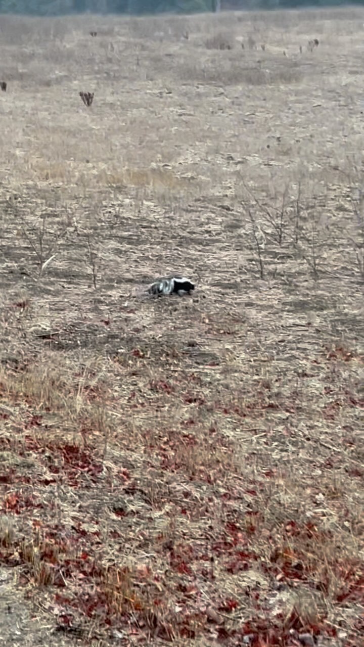 @chiwalking_chirunning challenges #trailrunning after some rain made for heavy shoes