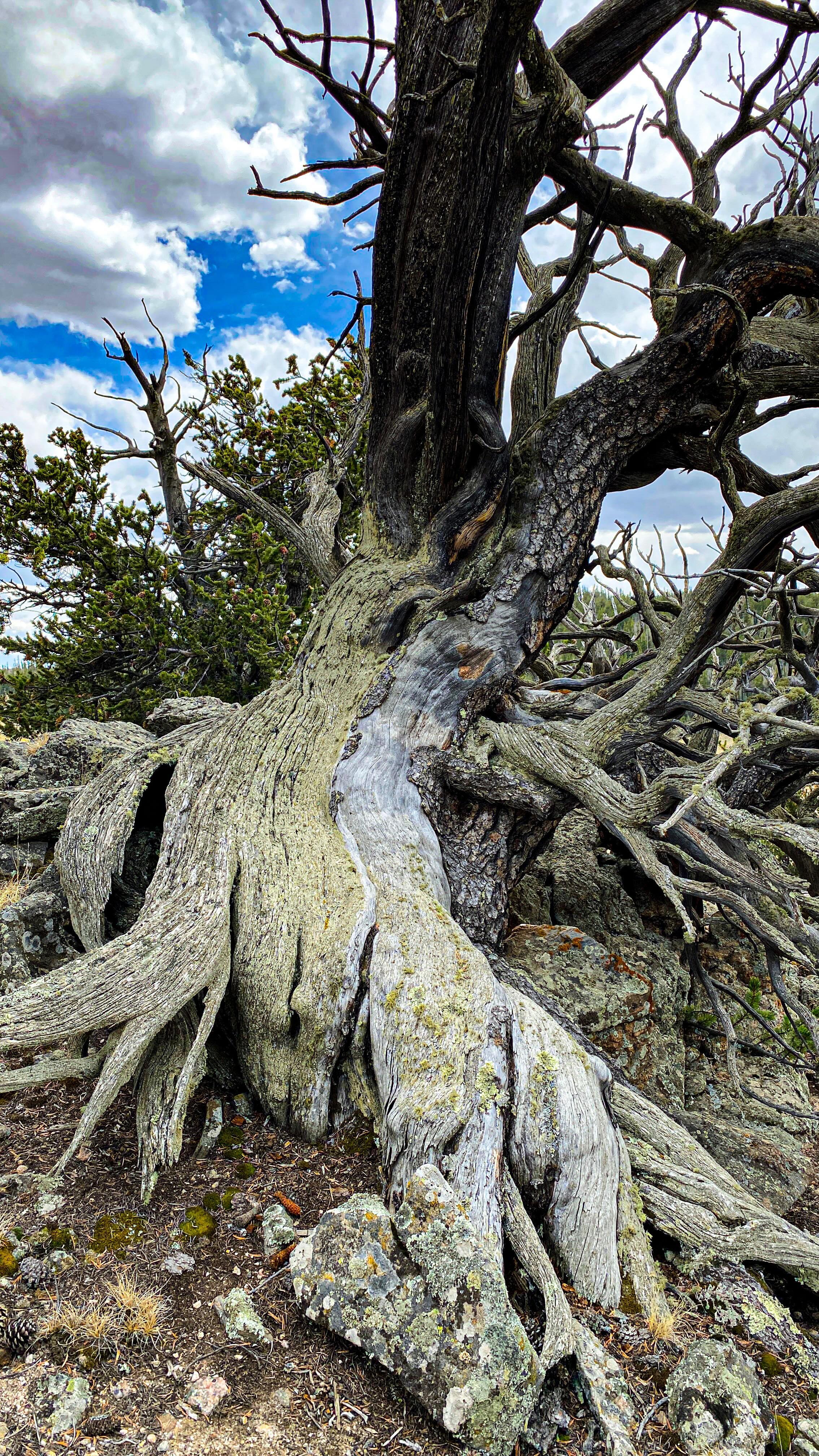Someday I’ll learn how to edit video half as beautifully as my sister @roniitmusic does. Until then, I’ll just use her music for my videos. I just wanted to show you all how beautiful the views are at Triangle 3. This doesn’t do it justice though. I like to climb up the rocks and just hang out. There’s really nothing like it.
#parkcountycolorado #exploreparkcounty #coloradomountains #coloradonature #southparkcolorado #jeffersoncolorado #hikingadventures #coloradohiking #cabinliving #cabintherapy #cabinlove #naturevacation #naturelovers #natureescape