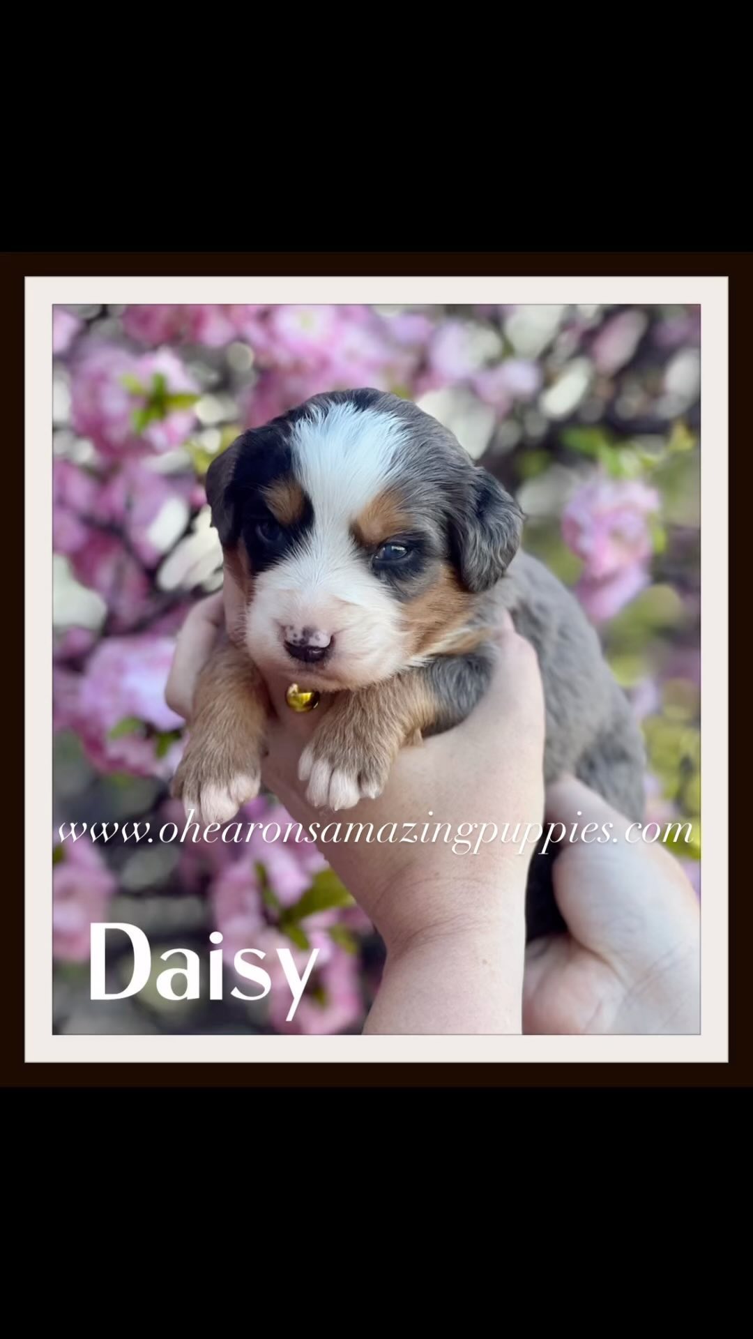 Introducing our charming Bernedoodles! Looking for a companion? Our delightful pups are prepared to capture your heart! And with FREE delivery available in Utah, there’s no reason to wait! 🚚 Reach out today to begin your adventure with a Bernedoodle! 🐶💖 #UtahPuppies#Merletribernedoodle #FreeDelivery #FurryFriends #ohearonsamazingpuppies 🐾 #merlebernedoodlepuppy #merlebernedoodles #merlebernedoodlesofinstagram