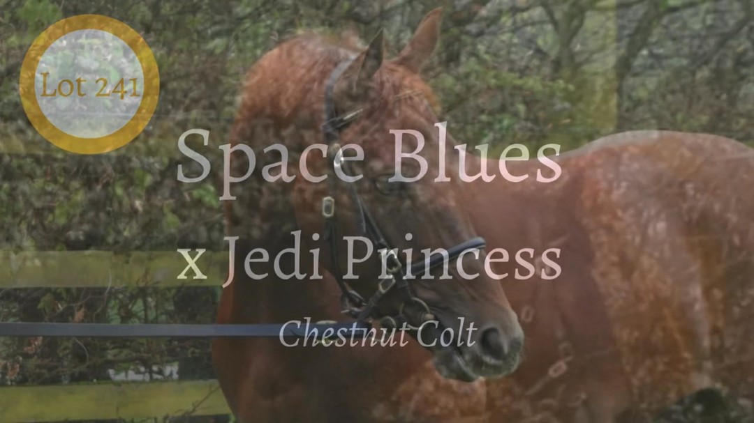 🌟Lot 241 Introducing our standout colt by Space Blues (IRE) out of Jedi Princess (IRE) heading to the Guineas Breeze-Up Sale @tattersalls1766 next week. 🚀 This big, strong impressive colt is ready to make waves. Space Blues' progeny, including winners like Blue Star and Galactic Glory, are already making their mark on the track. 🏇✨ Our future star in action! #GuineasBreezeUp #SpaceBluesProgeny #irishhorsesales
https://www.tattersalls.com/sales/guineas-breeze-up-sale/4DCGI/Sale/GBU25/Main/241/
