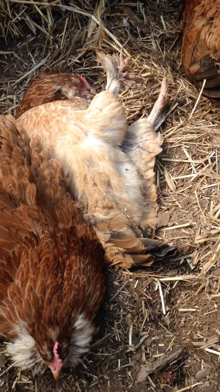 She dreams of taking a bath ✨