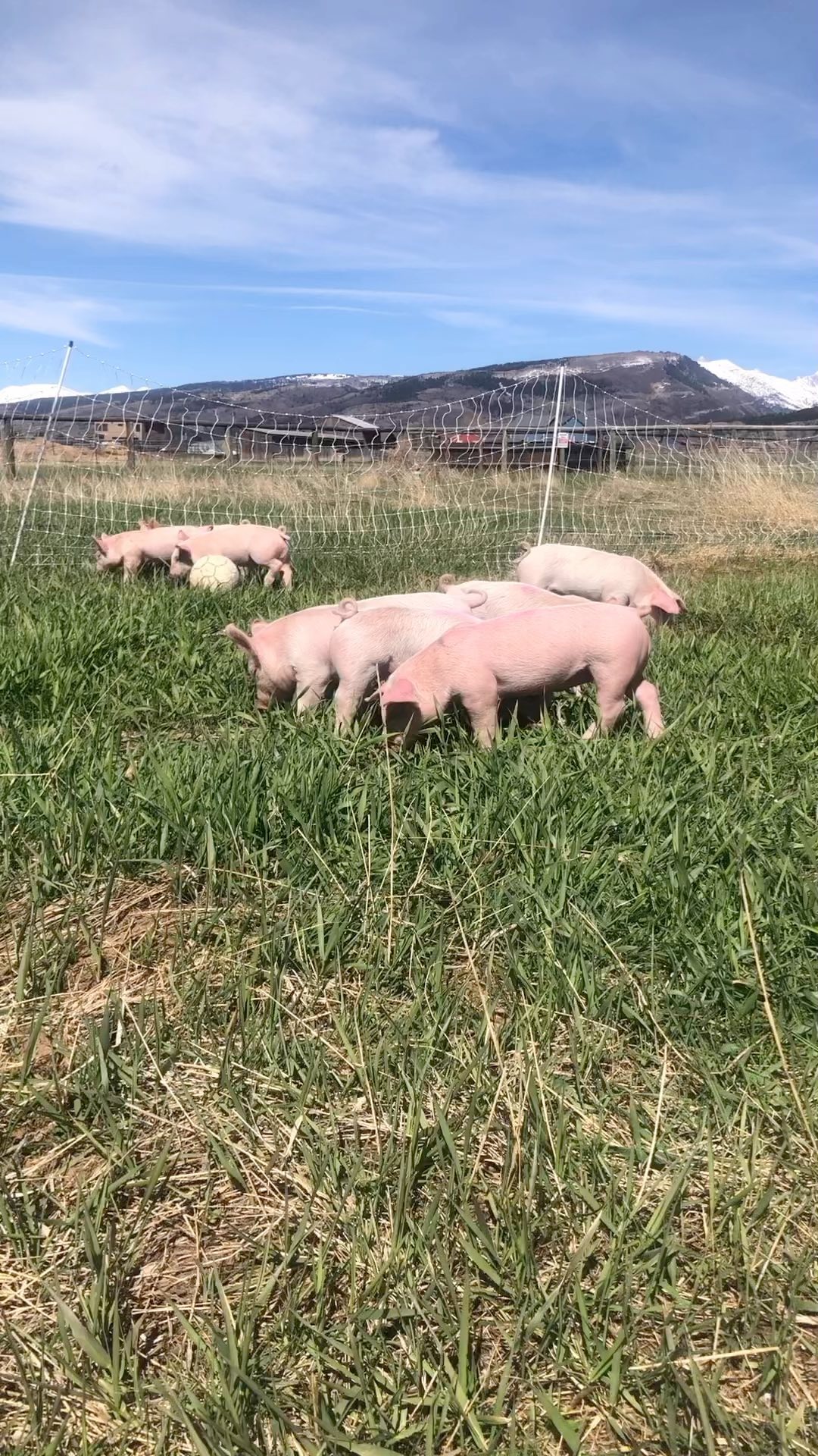 #farming #sustainablefarming #farminglife #naturalfarming #farmingpics #regenerativefarming #smallscalefarming #biodynamicfarming #familyfarming #farmingagphotos #ecofarming #womenfarmers #womanowned #womeninag #farmerlady #familyfarm #soilbuilding #pastureanimals #smallfarm #smallagriculture #feedingcommunity