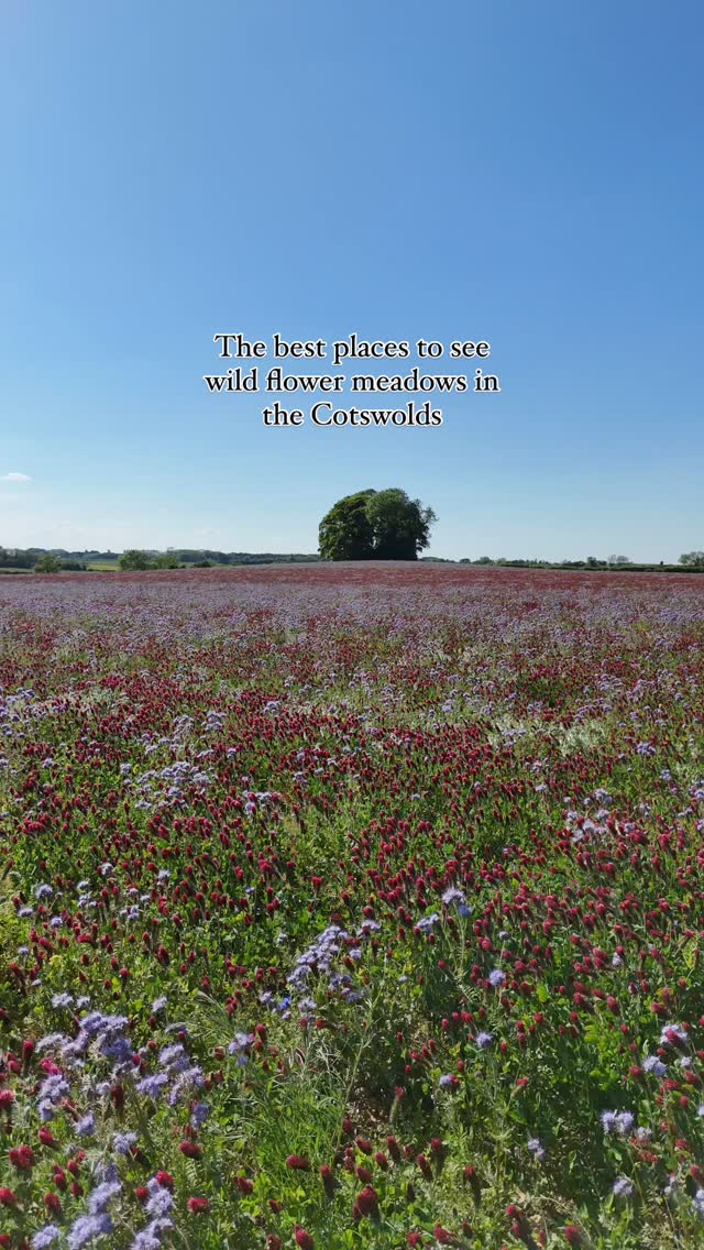 In Springtime we are spoilt with some of the very best wild flower meadows in all of Europe. Try these destinations for the ultimate countryside escapes:
1: Burford along the A40 to Witney.
2: Netherwestcote.
3: Bourton on the Water to Cold Aston.
4: The Cotswold Farm Park.
5: The Fritillary fields near Northleach and Oxford.
#cotswolds #cotswoldlife #cotswoldcottagegems #bourtononthewater #hiddengems #cotswoldstyle #explore #nature