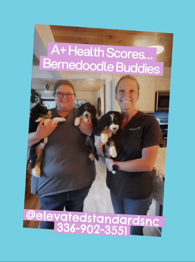 Only the best for our Bernedoodle Buddies! Thank you to Brown Mobile Veterinary Services for coming into our home for health exams and vaccinations ❤️ Everybody scored A+! We love having the vet come to our home to keep our pups safe from exposure! #bernedoodlelover #bernedoodles #bernedoodle #bernedoodlepuppy