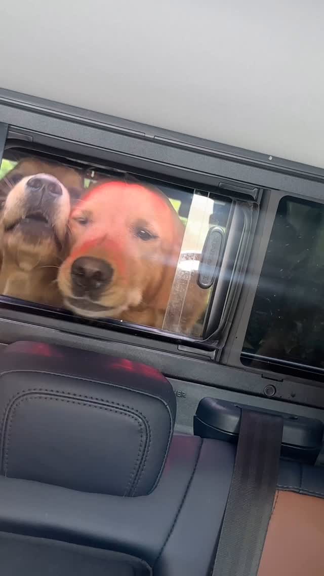 We had a scary experience at Mary S. Young a few days ago. A pit bull came charging at Tex & Reagan and tried to bite Tex. I leashed Tex and was working on getting the girls leashed when I asked the owner if his dog was safe around other dogs. He got defensive right away and started insisting Tex was the aggressive one. It was so absurd. I told him I just cared about keeping my dogs safe, so I’d be keeping them leashed. This offended him.
He wouldn’t let it go and kept arguing trying to convince me that Tex was the problem. I just asked him to leave us alone and walked the goldies down to the trail. Not long after, I started hearing dog fights back in the park, and by the time we got back, most people had left with their dogs.
As we were heading back to the parking lot, the pit bull came after us again. One of the children had Bama and dropped her leash. The pit bull knocked Bama down and was trying to bite her! Poor Bama was so startled but she stayed calm :( The owner shouted “I’m sorry, I’m leaving!” (Like really, now?!) It was so incredibly scary.
Someone else at the park told me the pit bull had gone after several other dogs and even a lady who was gardening. I don’t think the owner even brought a leash with him.
I almost feel bad for the man. He doesn’t realize what he’s dealing with. These dogs have generations of genetics behind them where they were bred to fight. Aggressively pursue and attack something. It’s hard wired into the animals brain. These dogs cannot be trusted ever. He probably believed buying a dog from a rescue was ethical.
Recently, there were 59 literal dogfighting dogs seized in Tyler, Texas. A “pet haven” actually adopted 49 of these dogs out! A lot of pits and pit mixes at shelters & rescues aren’t as ‘removed’ from game dog lines as people want to believe.
It’s so important to choose the right breed and a well-bred dog for your family. The only way to do this is to research and meet breeders. Dog shows are a great way to meet lots of different breeds in person!