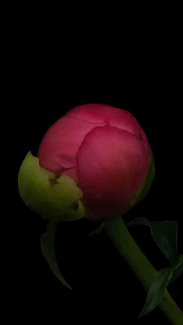 Happy Mother’s Day to all women who nurture, care, and love — whether for children, animals, dreams, or others around them. Your warmth and strength make you a mother in spirit and heart.
#Muttertag #happymothersday