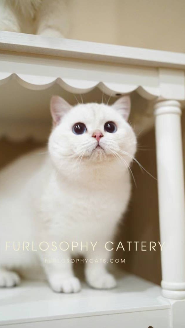 Remi has the best character in the world!!! My sweetest cutie pie🦋
#britishshorthair #silverpointcat #vancouver #cat #vatican #catlife