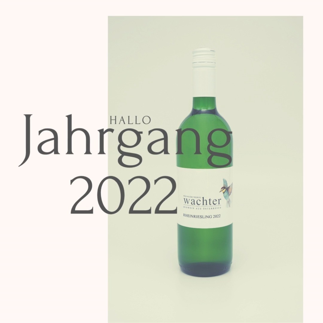 Hallo Jahrgang 2022! 👋
Jedes Jahr aufs Neue sind wir besonders aufgeregt, wenn wir die Eindrücke des neuen Jahrganges mit euch teilen dürfen.
Wir blicken auf eines der trockensten Jahre seit der Messgeschichte zurück und auch unsere Weingärten sind an ihre Grenzen gestoßen.
Der erlösende Regen kam erst Ende August, worauf ein herausfordernder Weinherbst folgte. Dennoch konnten wir die Trauben bei guter Gesundheit (sowohl der Trauben, als auch der LeserInnen) und abschließend auch bei traumhaftem Lesewetter beenden. Es freut uns daher rückblickend, dass sich die Mühen eines ganzen Arbeitsjahres gelohnt haben – und darauf möchten wir mit euch anstoßen!
Die Weine des Jahrganges 2022 haben ihre Trinkreife erreicht und können ab 01.04. bei uns Ab Hof erworben oder über den Shop bzw. per Formular unserer Homepage bestellt werden.
Cheers!