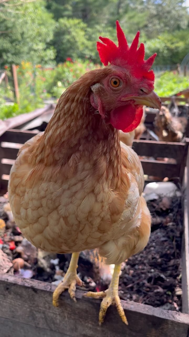 Juuuust the waste they’ve bin waiting for 🐓
#compostbin #compost #compostingwithchickens