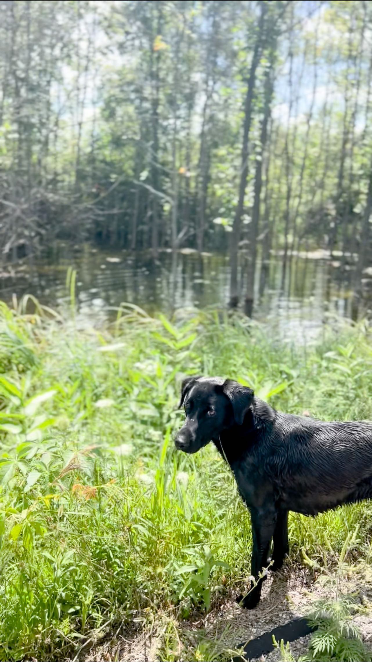 Slowing down to appreciate the small moments, and to enter my 3 year olds world instead of always making her adapt to mine 🤍.
They always say it goes so fast, don’t blink…but it really does. It’s a blessing to have a somehow 20 year old👨🏼and 13 year old👩🏻🦰, that truly made me realize holy crap where DOES the time go? As I packed up Lil’s backpack and helped her practice opening her lunchbox on her own to prepare for 3k I realized how fast the time is going with her, too 🤍🥲.
Usually I move swiftly on our walks, making sure to hit the mile always under 19 minutes…but if she wants to slow down and blow bubbles for Spry, I thought maybe it would be nice to slow down and blow some bubbles for Spry 🥰.
Have you had any of those “slow it down mama” moments lately too? Maybe it’s the back to school feels 😭.
•
#dontblink #letthembelittle #toddlertime #mommyandme #blacklabs #agirlandherdog