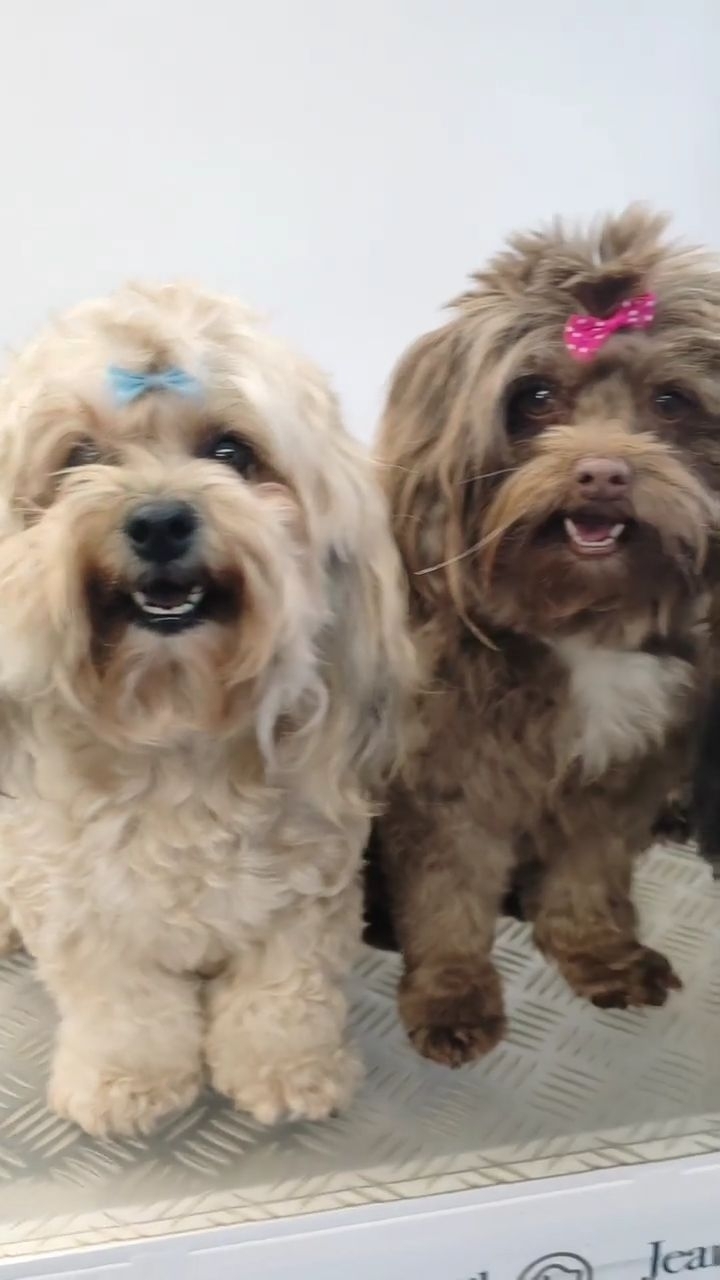 Cuteness overload ❤️❤️❤️
#doggroomer #hundefriseur #cuteness #bolonkazwetna #bolonka #dog #cute #candy