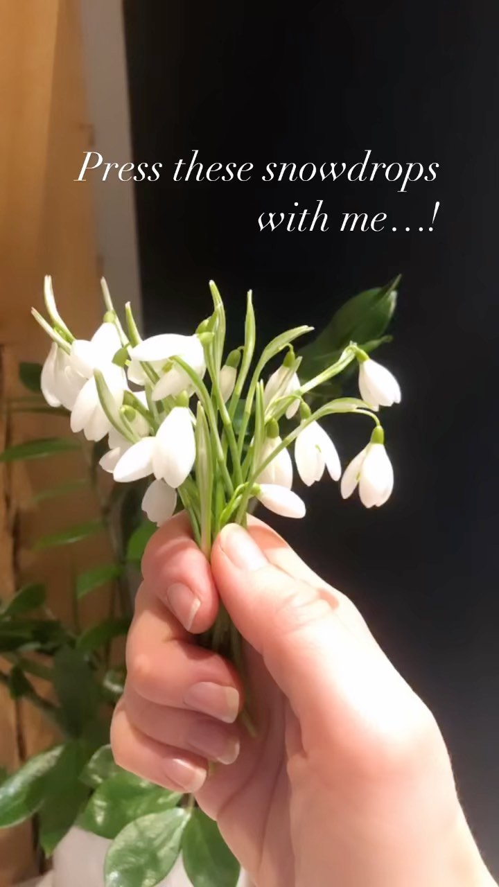 It’s snowdrop season! Snowdrops are quite tricky to press without them turning yellow or brown 😬
Here are my top 3 tips for pressing snowdrops…
1️⃣ Only pick on a dry day ( and only pick snowdrops that you have grown yourself!)
2️⃣ Change the damp paper out for dry pieces every day for the first week.
3️⃣ Check the screws on your press daily, you can normally squeeze in an extra turn!
Stay tuned to see how they come out! 💚
#snowdrops #pressedsnowdrops #flowerpress #flowerpressing #flowerpresstips #snowdropjewellery #snowdropnecklace #snowdropgift #weddingjewellery #bridalnecklace #bridesmaidgifts #motherofthebride #weddingoutfit #blackandwhite #realflowernecklace #etsy #etsyuk #etsyseller