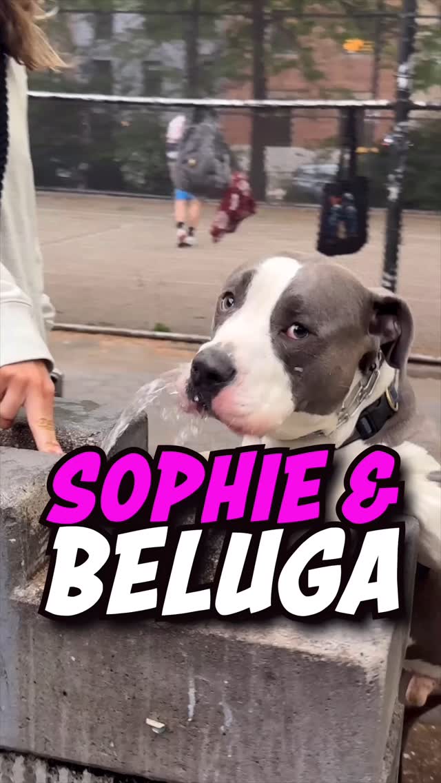 I love these two
@bigbabybelugawhale
#dogs #bullybreeds #dogtraining #dogtricks #dogmom