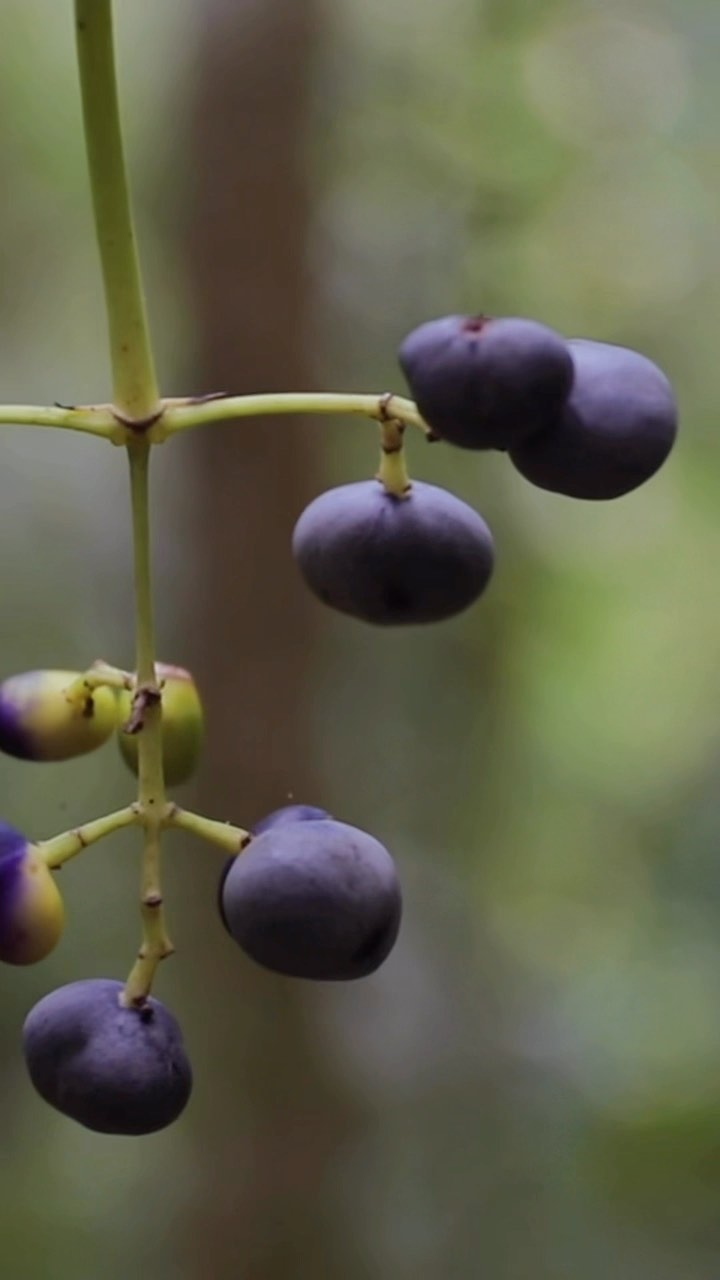 How curious are you? Immerse yourself through 50 seconds of short forest encounters—unfiltered moments where patience is key and rewarded.
🎥: @nengabug
#rainforest #ecuador #yasuni #napo #amazonrainforest #insects #monkey #plants