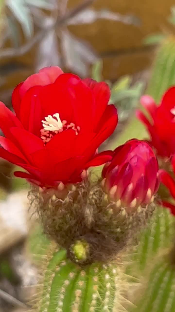 Monsoons bring the bloom! Some much needed moisture has been coming to our High Desert from Baja and the plants in our garden couldn't be happier! The air is fresh with the smell of creosote.
•
•
•
#SacredSands #SacredSandsJoshuaTree #JoshuaTree #JoshuaTreeCalifornia #JoshuaTreeNP #Monsoon #DesertRain #DesertVibes #DesertLife #DesertLandscapes #DesertViews #bohodecor #bohochicstyle #BoutiqueHotel #joshuatreehotel #joshuatreeairbnb #joshuatreevibes #joshuatreestyle #MojaveDesert #ArtistRetreat #ResetYourMind #romanticgetaway #coupleswhotravel #DesertChic #DesertOasis #MountainView #MountainViews