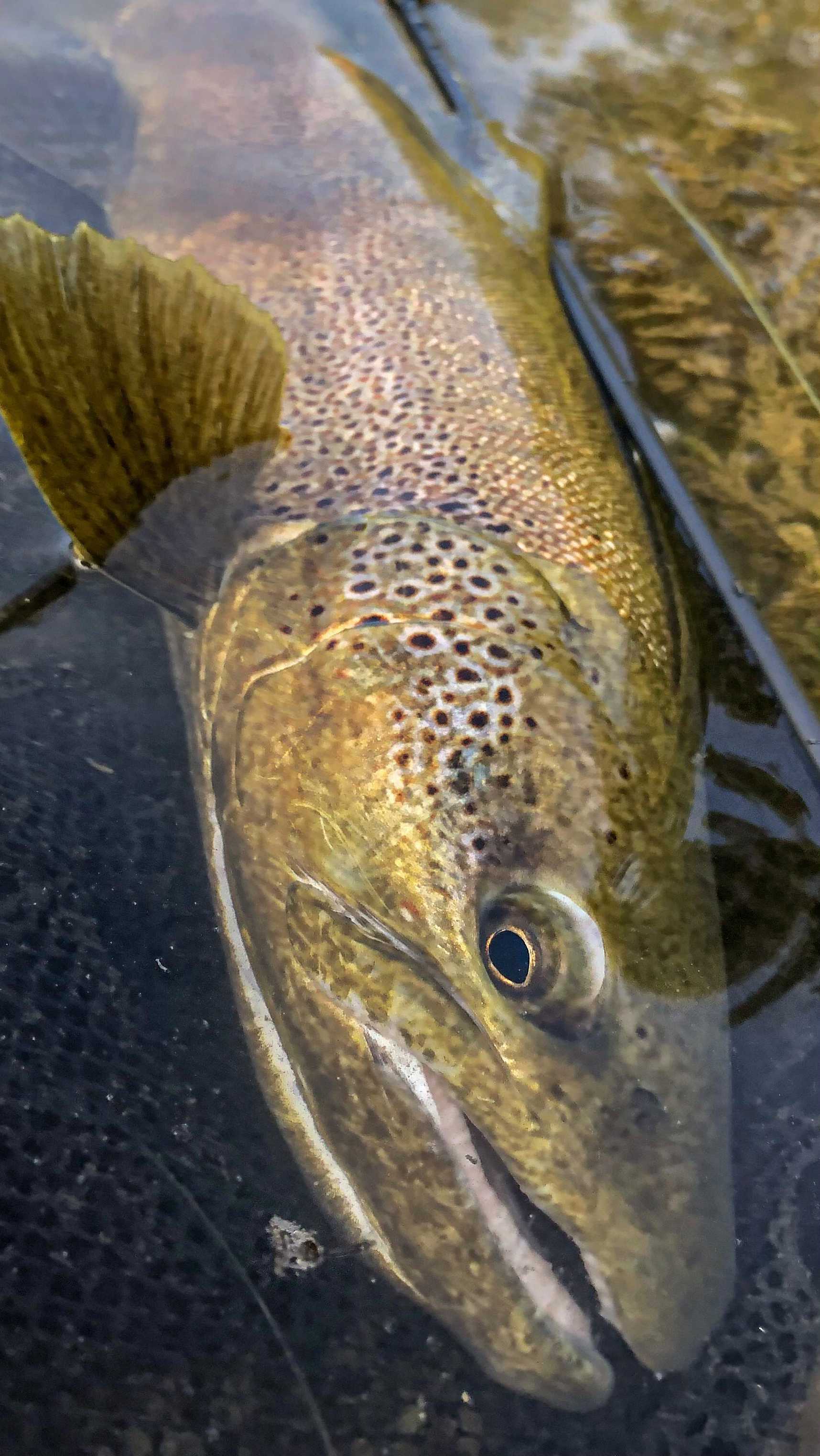 Merci @bas_toc pour la qualité de ce montage ! Un peu d’action pour cette fin d’année !
#truite #trout #troutfishing #truitefario #poisson #pêche #pecheurs #pecheur #pechenymphe #pechealamouche #truitefariosauvage #pecheenfrance #pechemouche #truitemouchetée