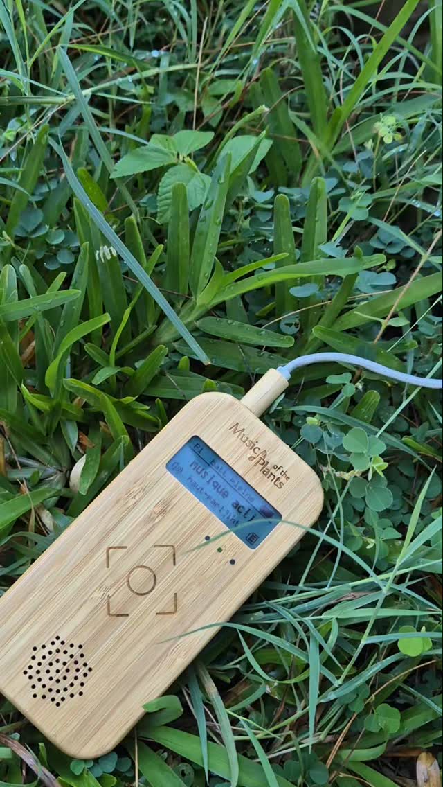 #sonotherapie #musicoftheplants #soundhealing #madagascar🇲🇬 #arbreduvoyageur #bienêtre #alchimoon