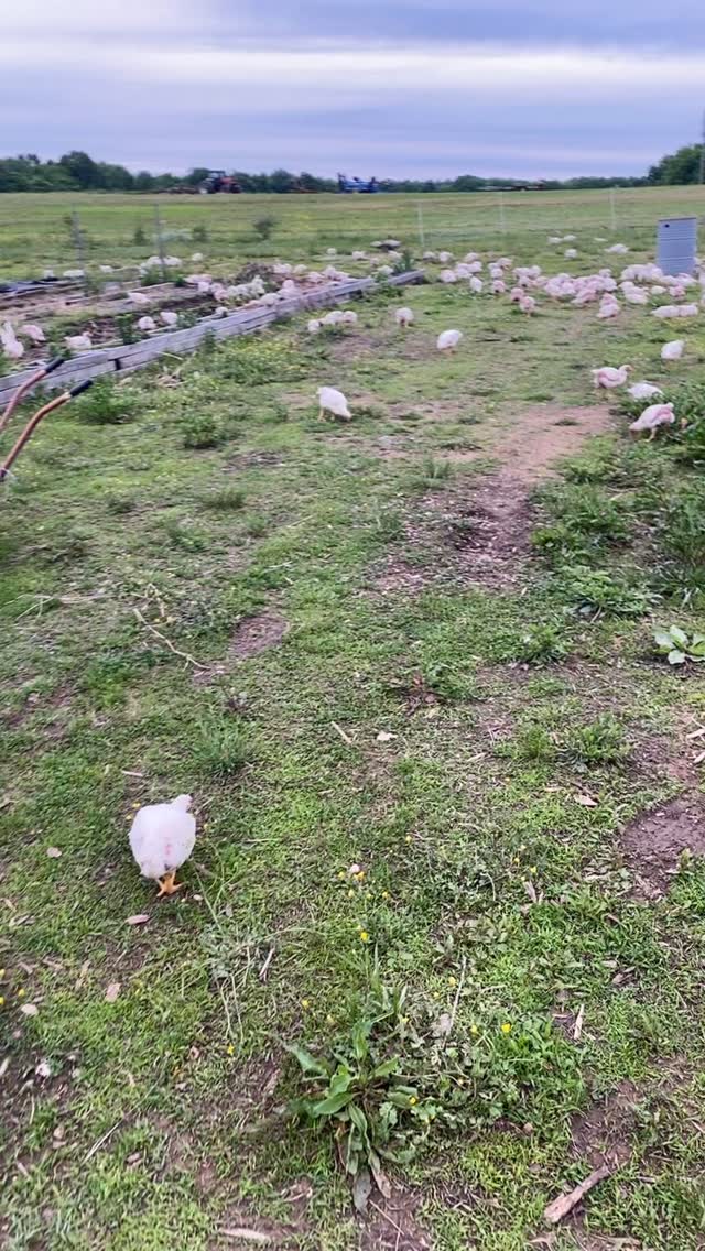 #pastureraised #chicken #knowyourfarmer