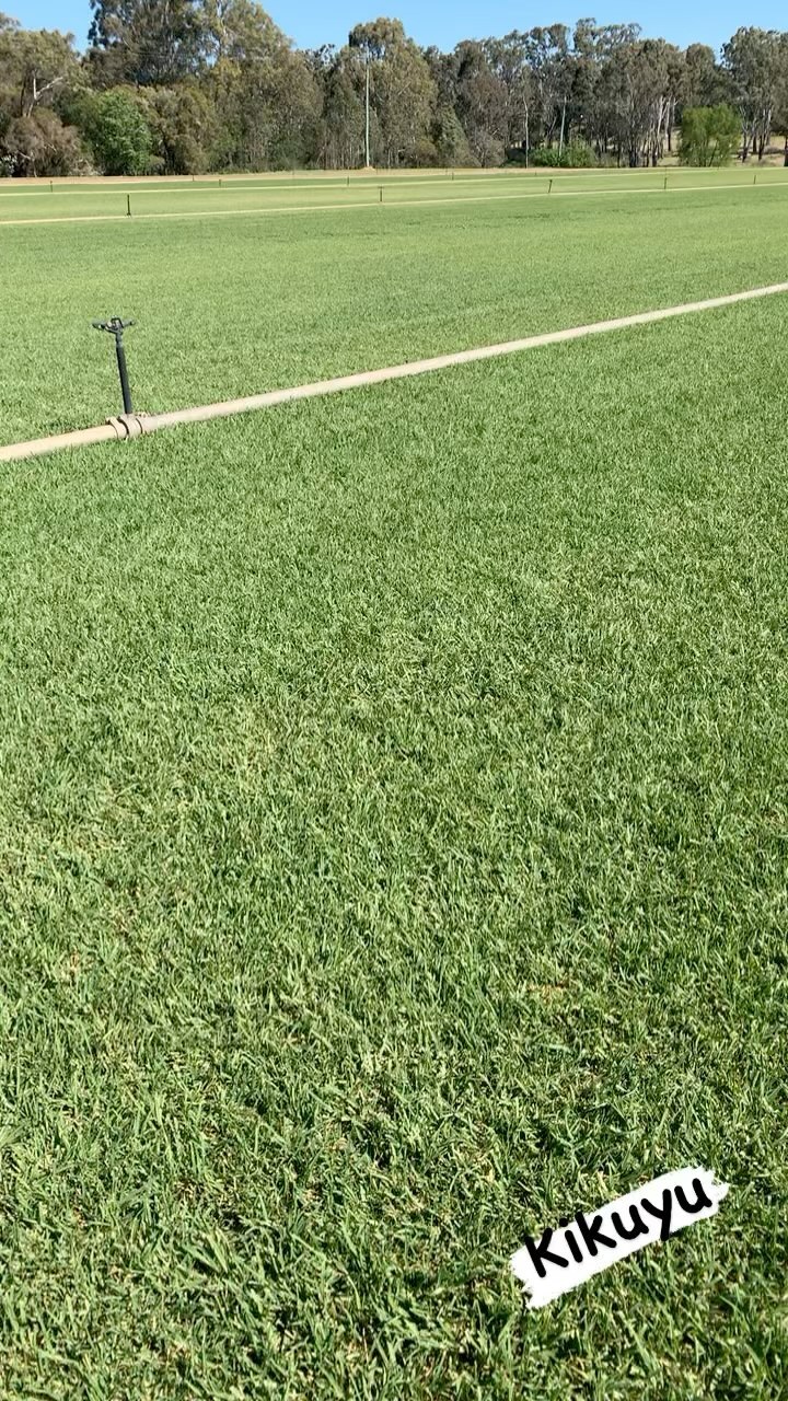 Kikuyu greening up nicely 🍃#awesometurf #kikuyuturf #turfsupplies #sydneyturf