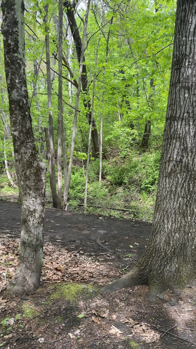 The park is alive with bird song! Have you tried using the @merlin.bird.id app to learn about which species are nearby? It can be really fun to learn the individual songs and calls of the birds in our region and then be able to pick them out on your next hike or walk.
We hope you take some time to enjoy this beautiful spring season ☀️ in our wonderful outdoor recreation areas along the Winnipesaukee River!