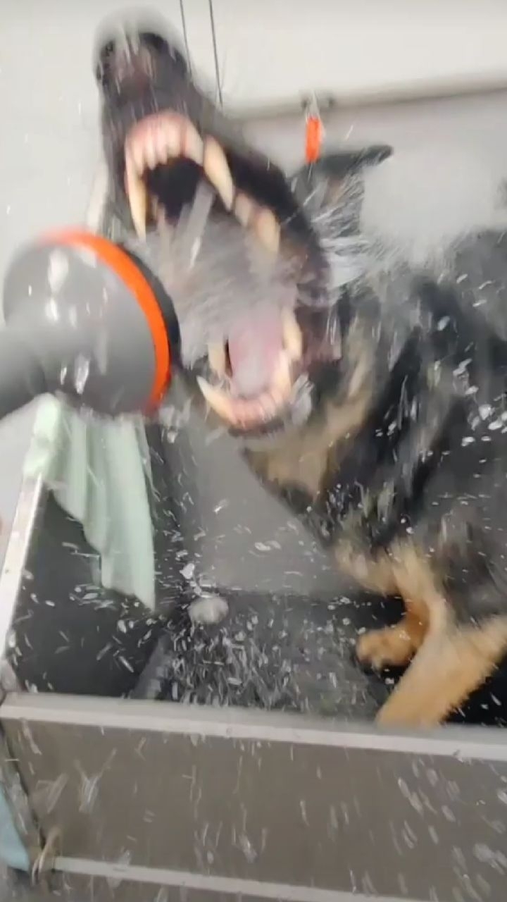 Aron 🐶❤️
#doggroomer #hundefrisör #germanshepherd #schäferhund #hundeliebe #woof #doggo