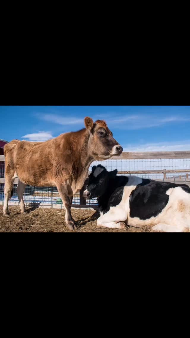 🌿For all the mothers,
The ones who are safe from harm, and the ones who are not.
We see you, and we will keep working for your liberation.
With endless love.
🕯️🩷🕯️
#collectiveliberation #dairy #mothersday