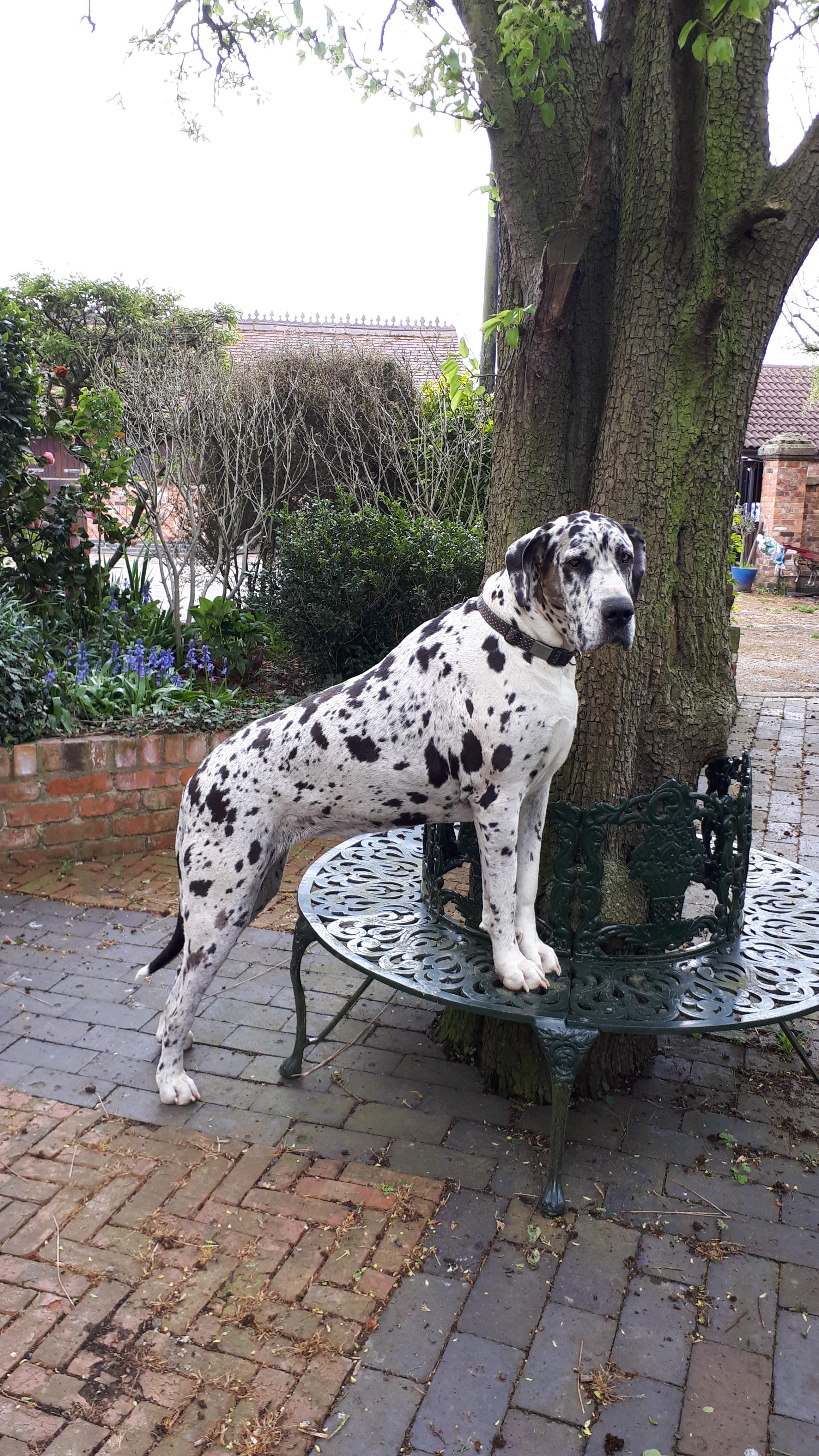 When they are this big you have to get creative with what you can use for the therapeutic exercises 🤔😆. Luckily Dotty is such a pro she doesn’t even need any encouragement (aka bribes! 🍬) to get into position for her hip stretch 💁🏼♀️
#vetphysio #npvetphysio #caninephysio #caninerehab #dogphysio #dogsofinstagram #greatdane #greatdanesofinstagram #caninerehabtherapy