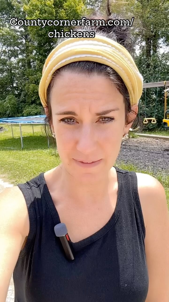 Surprise, we have more chickens for you! 🐣 Reserve today at countycornerfarm.com/chickens!!