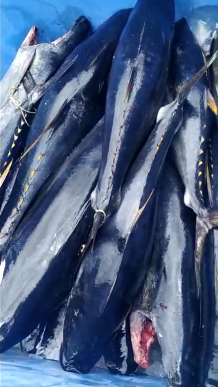 Estamos recibiendo un festival de productos para poderles entregar lo mejor del pacifico colombiano. @pescandopacifico es 100% pesca artesanal 🇨🇴 #fresco #fish #pescasostenible #pescaresponsable #atun #yellowfin #snapper #grouper #makerel #sierra #pargo #botellona #gualajo #quality #pacificocean #colombia #litoral #oceanopacifico