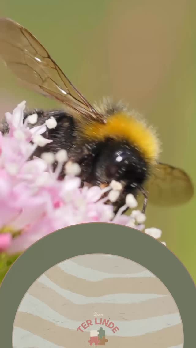 🐝 20 mei – World Bee Day 🐝
Wist je dat bijen onmisbaar zijn voor ons eten én onze natuur? 🌻
Goed nieuws: ook met kleine handen kun je grote dingen doen voor de bijtjes.
👉 Enkele leuke dingen om samen te doen met je kind(eren):
🚰 Een drinkstation maken: vul een ondiep schaaltje met water en leg er steentjes of kurken in waar de bijen op kunnen landen.
🌸 Bloemetjes planten: kies bijvriendelijke bloemen zoals lavendel, zonnebloemen, wilde bloemen of tijm. Ook leuk: een mini bloembak of bloementuintje maken samen!
🌱 Zaadbommen maken: rol samen met je kinderen kleine balletjes van aarde, klei en bloemzaadjes. Gooi ze in je tuin of op een kale plek in de buurt.
🏡 Een bijenhotel knutselen: met lege blikken, bamboestokjes of riet kunnen jullie eenvoudig een schuilplaats maken voor wilde bijen.
👀 Op bijenspeurtocht in je buurt: ga op speurtocht in de buurt: welke bloemen zie je? Zie je bijen? Hoeveel? Gebruik een (gratis) zoekkaart of teken zelf wat je vindt.
Welke activiteit ga jij zeker uitproberen? 🐝
#WorldBeeDay