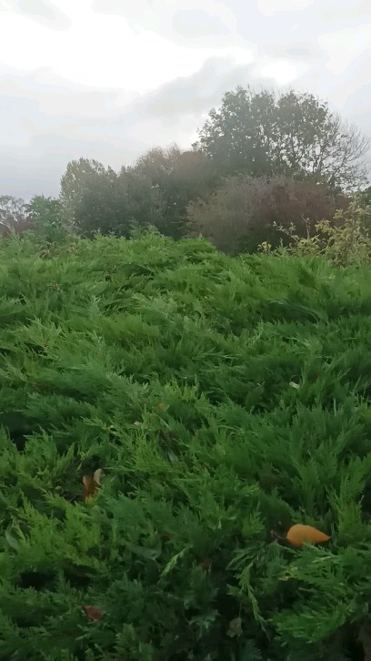 Conifer trimming in Bosham for a regular client.